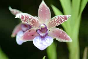 Singapore,Orchidee 026